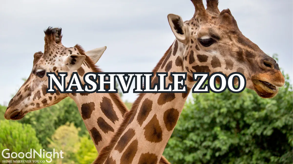 This exterior shot captures the faces of giraffes set against a green background, evoking the lively and interactive experience of observing wildlife, likely at the Nashville Zoo.